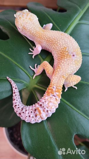 Геккон эублефар