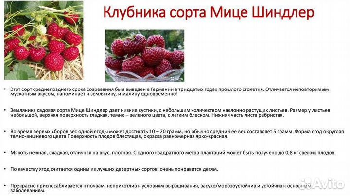 Усы клубники