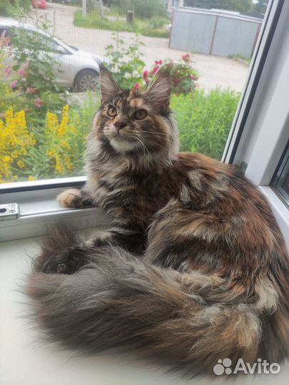 Мейн-кун котята кошечки