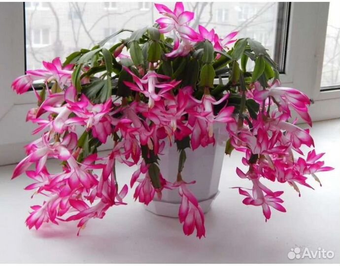 Декабрист Шлюмбергера