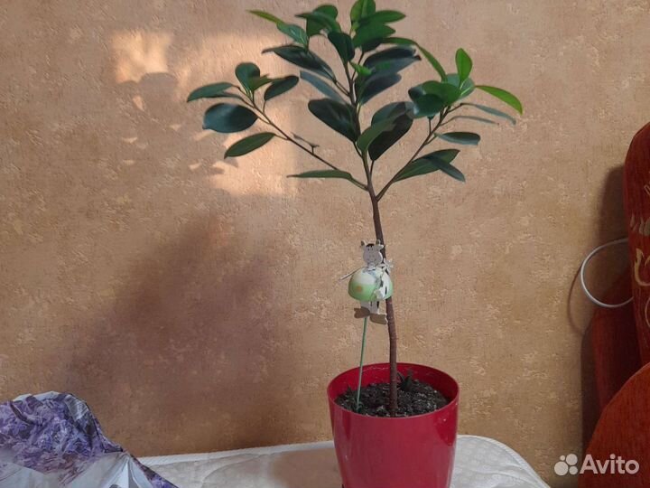 Фикус Микрокарпа Мокламе