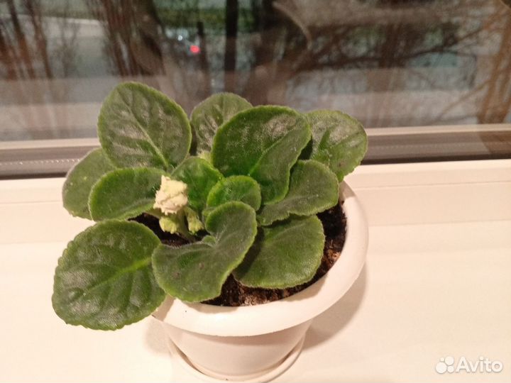 Фиалка в горшке