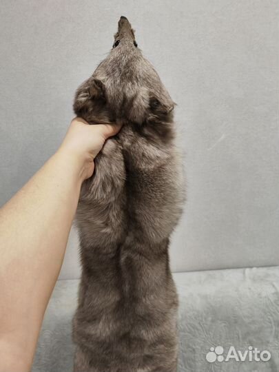 Шкурка песца чулок