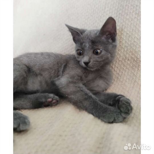 Кошка котенок отдам