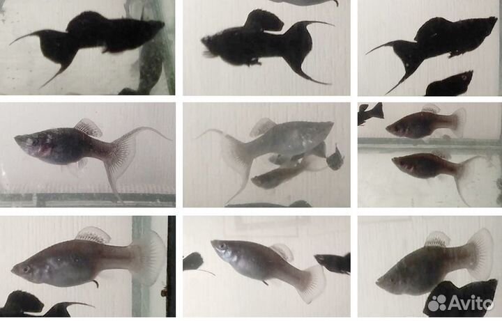 Моллинезии взрослые семья