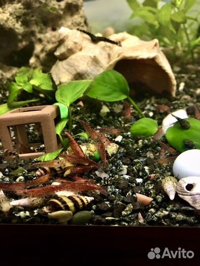 Хищная Улитка Хелена