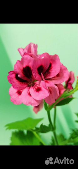 Пеларгонии (разные виды), Кислица