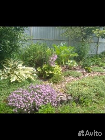 Тимьян лимонный