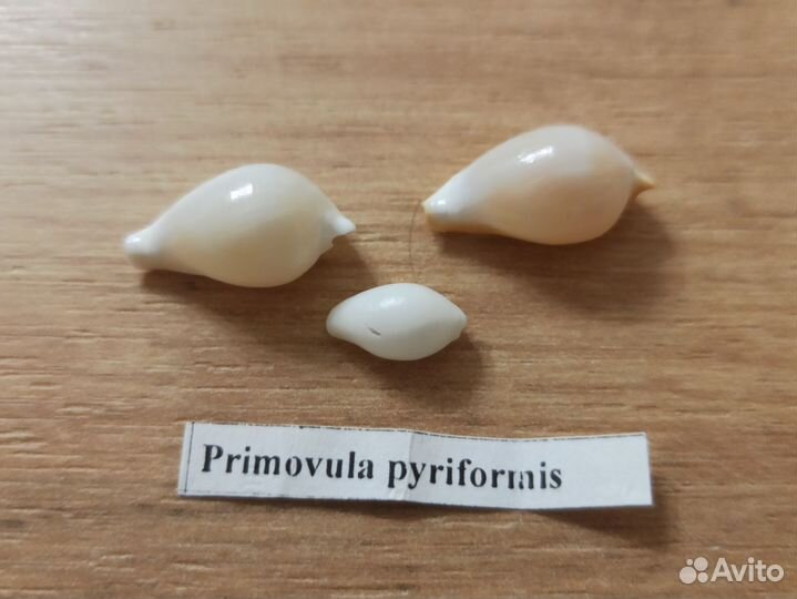 Морские раковины