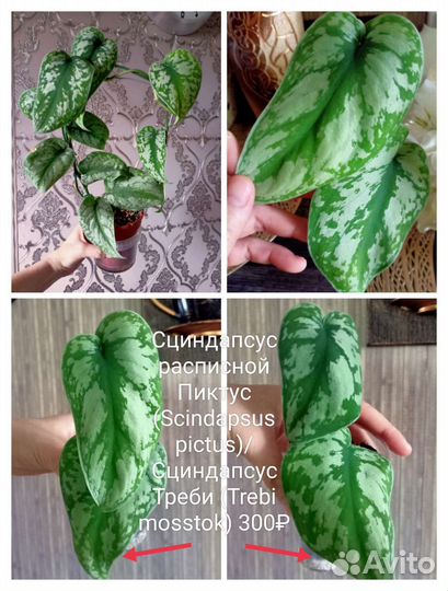 Сциндапсус, эпипремнум