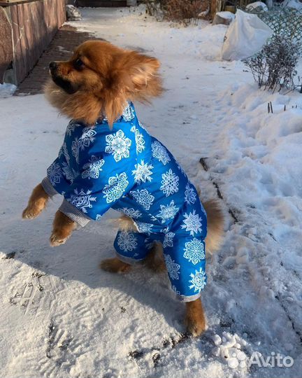 Комбинезон для маленькой собаки зима