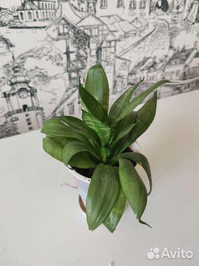 Сансевиерия