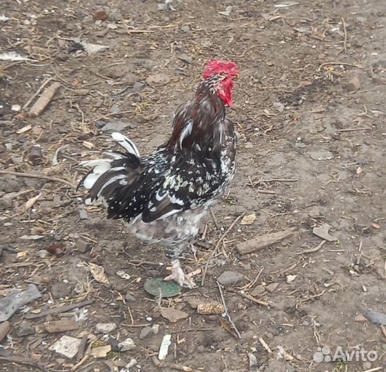 Молодые петушки