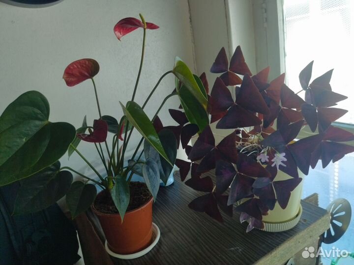 Гибискус китайская роза