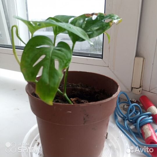 Монстера карликовая с дырочками