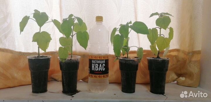 Рассада павловнии