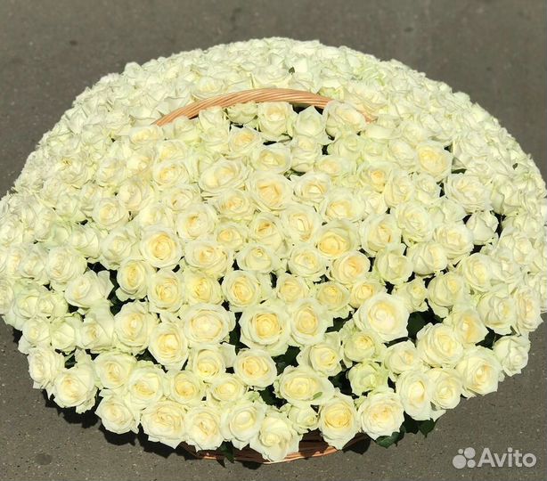 101 роза цветы