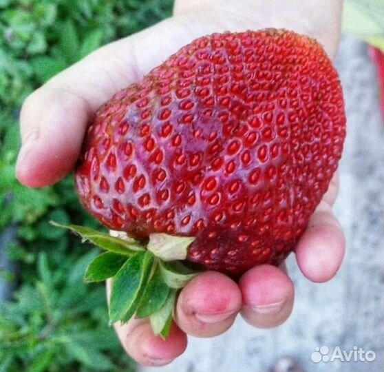 Рассада клубники зкс-более 20сортов на август 2023