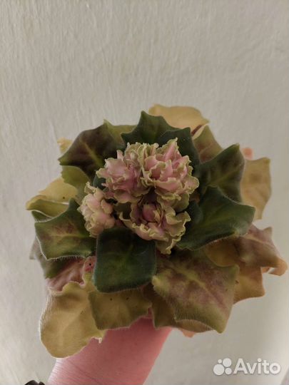 Фиалка в горшках