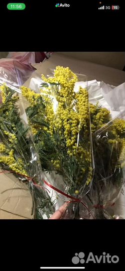 Живые цветы, мимоза