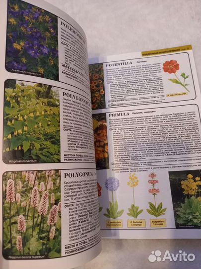 Все о цветах в вашем саду