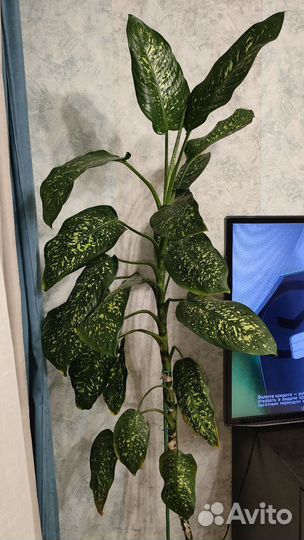 Диффенбахия