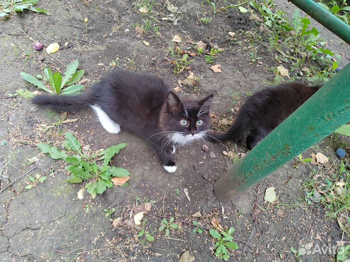 Котята отдам бесплатно