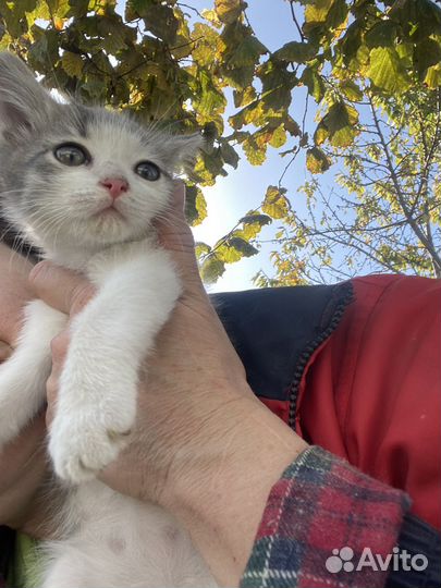 Котеночек мальчик