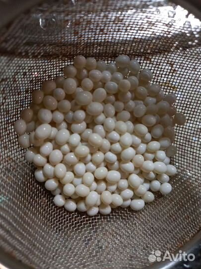 Икра (яйца) улиток ахатин, малыши, взрослые