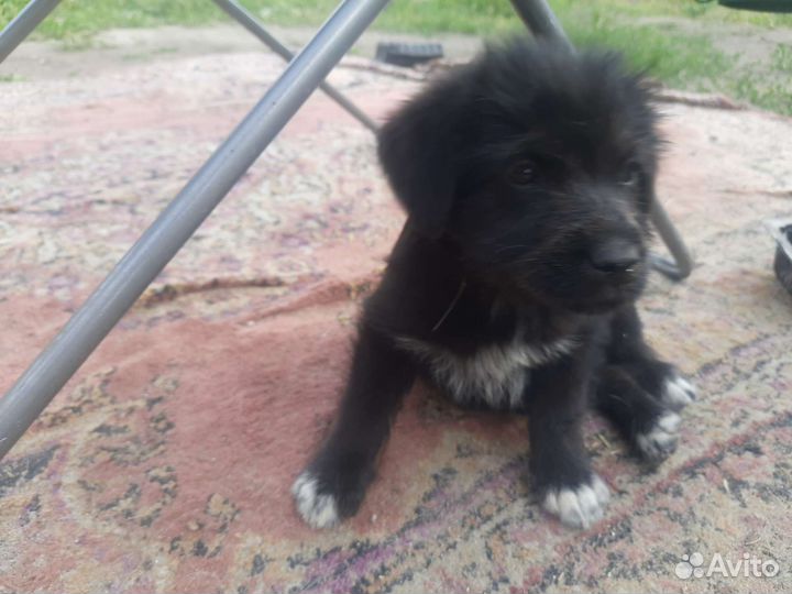 Щенки в добрые руки