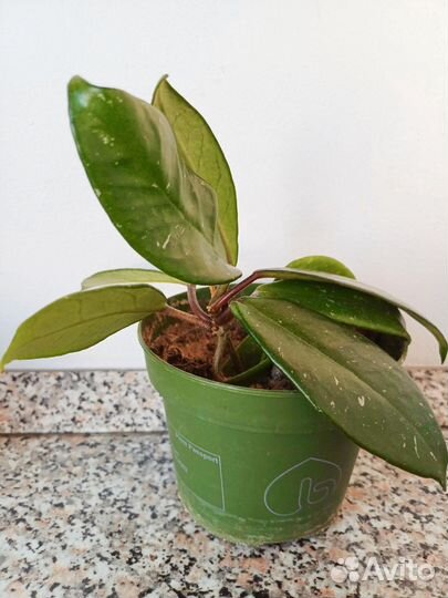 Хойя карноза триколор