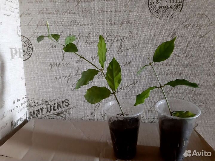 Комнатный жасмин Самбак