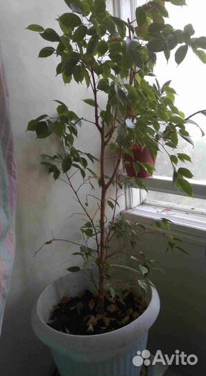 Комнатные домашние растения