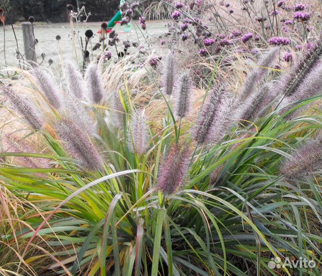 Мискантус,пенисетум,осока,райграс,импера