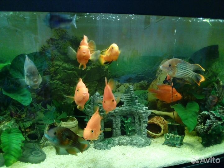 Обслуживание аквариумов