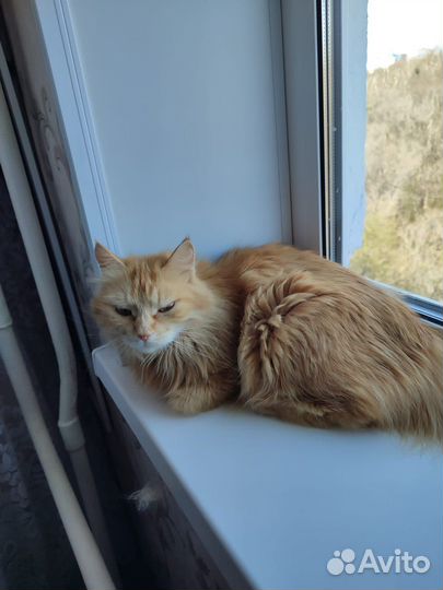 Кошка в дар