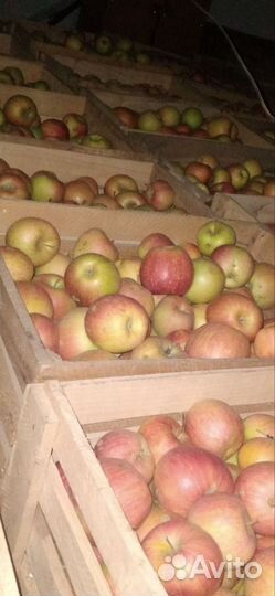 Яблоки чемпион