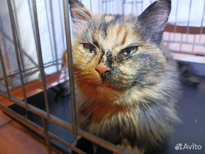 Ласковая кошечка