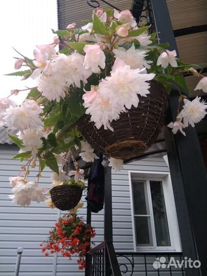 Ампельная бегония.Кусты молодых бегоний