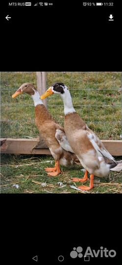 Индийский бегунок Арлекина