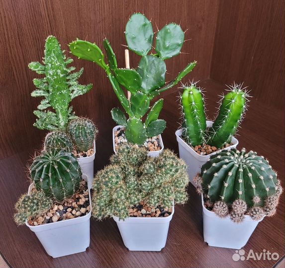 Кактусы и суккуленты