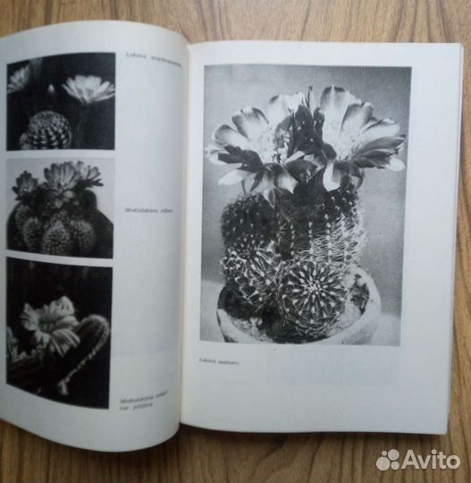 Колючее чудо. А. Урбан. 1983г