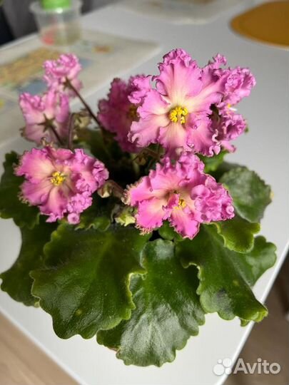 Сортовые фиалки