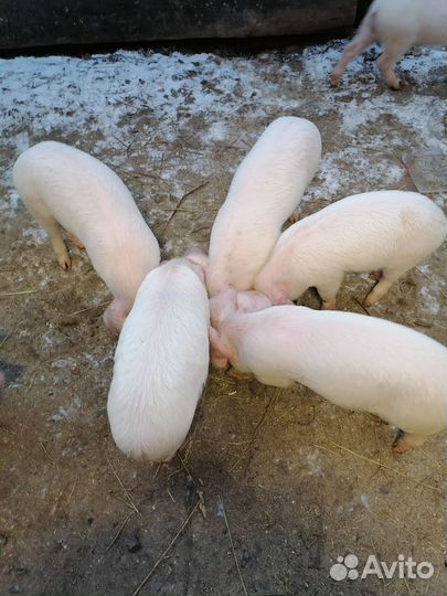 Поросята ландрас
