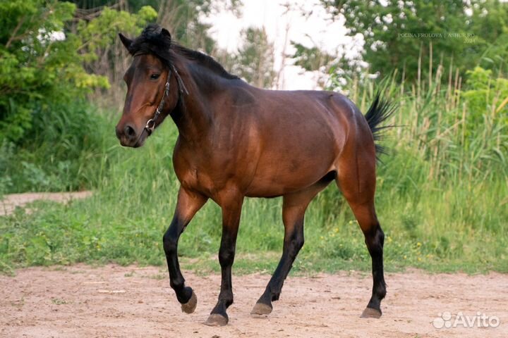 Продажа лошади