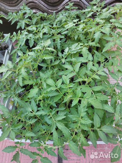 Рассада низкорослых томатов для открытого грунта