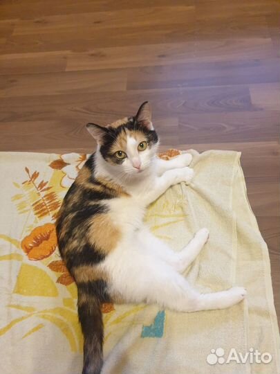 Кошка в дар