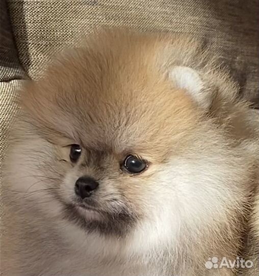 Снижена цена на шпиц девочку 5 месяцев