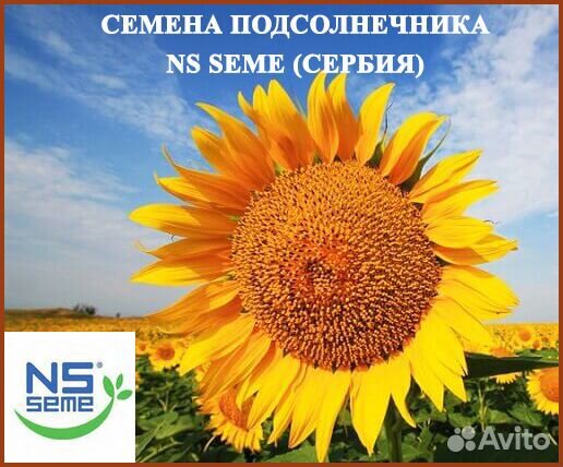 Семена подсолнечника NS seme (Сербия)