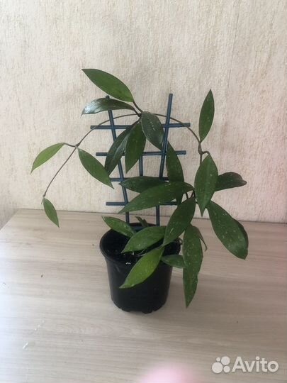 Хойи сортовые